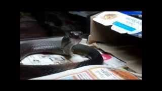 Feeding the Black Racer Coluber constrictor ssp [upl. by Horgan]