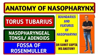 NASOPHARYNX FEATURES  ADENOIDS  TUBAL ELEVATION  NASOPHARYNGEAL ISTHMUS [upl. by Naitsyrk]