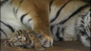 Absolutely cute Five Baby Tigers five days old  Super süß Fünf Tigerbabys fünf Tage alt [upl. by Sualk]