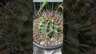 Gymnocalycium Anitsii Hybrid [upl. by Eydnarb]