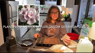 PLANTING MAVERICK APPLEBLOSSOM GERANIUM SEEDS 🌱 [upl. by Leiso605]