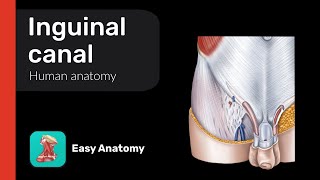 Inguinal canal  Anatomy amp Function [upl. by Neal602]