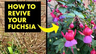 How to grow Fuchsia from cuttings [upl. by Danya]