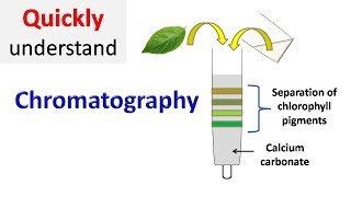 Chromatography [upl. by Enrev]