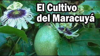 EL CULTIVO DEL MARACUYA ASPECTOS TÉCNICOS Y FITOSANITARIOS [upl. by Refinneg]