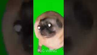 Vibing pug￼ [upl. by Ereynihc]