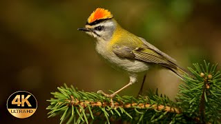 Firecrest Regulus ignicapilla Singing birds 4K Ultra HD [upl. by Al]