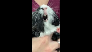 Cute Guinea Pig Noises shorts guineapig cuteguineapig guineapigslove guineapigoftheday [upl. by Iznekcam]