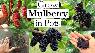 Grow Mulberry in Containers  How to Grow Mulberry Tree in Pots  Growing Mulberries at Home [upl. by Lledal506]