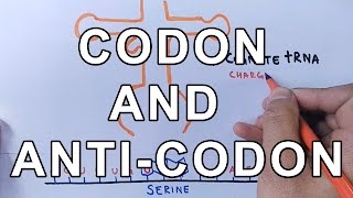 What is Codon and AntiCodon  Difference and Working Explained [upl. by Gass741]