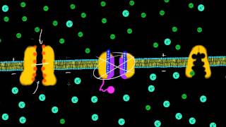 Transmembrane Potential [upl. by Alderman402]