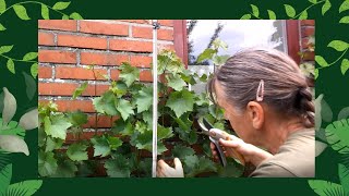 Zomer snoei druif  asperges  roest preventie  moestuin [upl. by Sseb]