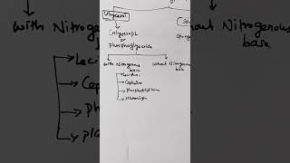 phospholipids lipids lecithin sphingomyelinlipidlipidmetabolism biochemistry shortsreels [upl. by Hitoshi]