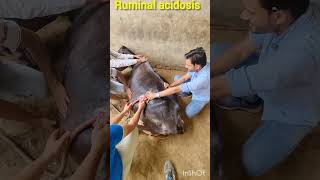 Ruminal acidosis treatment in cattle  Ruminal bloat Rumenotomy Ruminal impaction shorts trend [upl. by Xam235]