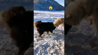 Tibetan mastiff vs Wolf 😮 fypシ゚ viral shorts fighting [upl. by Jeanne]