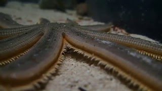 Ninearmed sea star starfish on the move [upl. by Elvira]