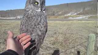 Petting a Wild Great Grey Owl [upl. by Murrah703]