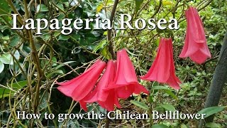 How to Grow Lapageria rosea  The Chilean Bellflower or Copihue [upl. by Gutow577]