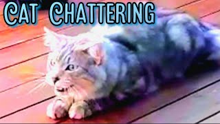 Cat Chattering 🐈 Vocal  Talking cat [upl. by Ahsele]