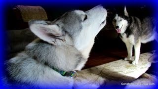 Siberian Husky Puppy Howl FAN FRIDAY 120 Howling [upl. by Elleda]