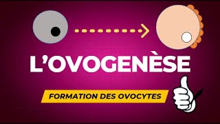 Lovogenèse  formation des ovocytes [upl. by Agustin]