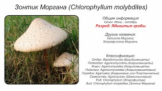 Зонтик Моргана Chlorophyllum molybdites [upl. by Atekehs]