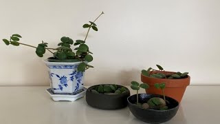 Peperomia quotHopequot Propagated  May 2022 [upl. by Karlens]