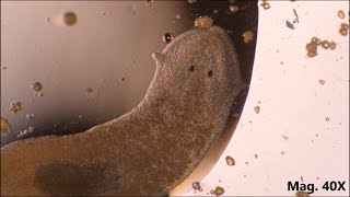 Planaria moving and feeding under the microscope [upl. by Delly]