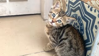 Tiny tabby kitten throws herself to the ground when I caress her super cute [upl. by Oringas613]