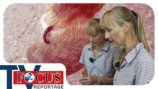 Blutegel Behandlung  Tierheilpraktiker im Einsatz  Focus TV Reportage [upl. by Anjanette]