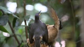 Victorias Riflebird  young males dancing [upl. by Tsirhc]