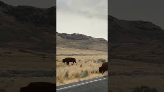 Antelope Island State Park travel bison statepark [upl. by Anirbys]