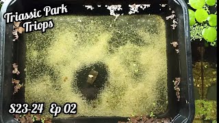 Triops  Triops hatchery overview 🧫🔎 [upl. by Schram649]