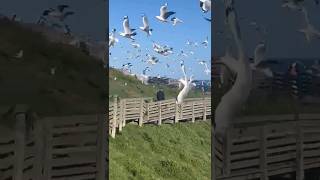 Stunning view of  Seagulls flocking at nobbies nature shortsvideo youtubeshorts viralvideo yt [upl. by Naeroled]