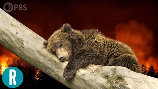 How is Climate Change Affecting Hibernation Patterns of Animals [upl. by Attiuqal]