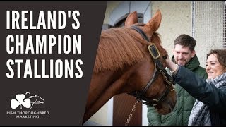 ITM Irish Stallion Trail 2020  Irelands CHAMPION Stallions [upl. by Valda]