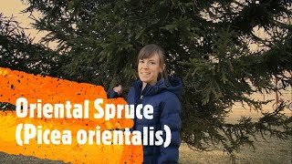 How to Identify Different Types of Spruce Trees [upl. by Amabel906]