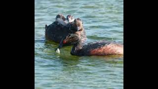 Eared Grebe babies feeding dads altimate patience [upl. by Annayak342]