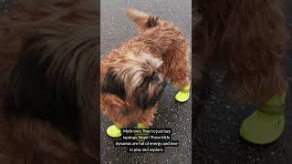 quot🐶🔍 Brussels Griffon Myths Myth vs Facts  Uncovering the Truth About These Adorable Pooches 🌟🐾quot [upl. by Sadoc]