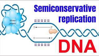 Semiconservative replication of DNA Animation [upl. by Filide448]