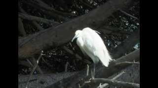 The Little Egret Egretta garzetta [upl. by Yendor909]