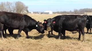 BF Cattle Co Balancer Cows [upl. by Galliett]