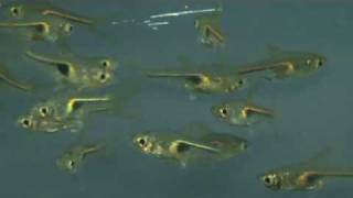 Copper Harlequin Rasbora hengeli for sale at Tyne Valley Aquatics [upl. by Atiuqad]