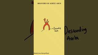 Branches of Aortic Arch  Aortic Arch Branches anatomy [upl. by Rhoads]