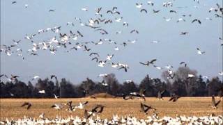 Snow Goose Migration along the Platte River Valley in Nebraska [upl. by Caterina460]