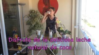 Como hacer LECHE DE COCO con COCO FRESCO  Cocina VEGANA FÁCIL [upl. by Aicirt112]