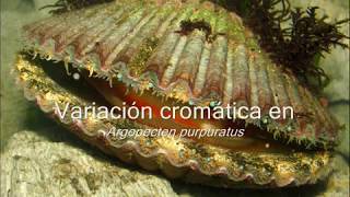 Variacion cromática en Argopecten purpuratus [upl. by Kihtrak]