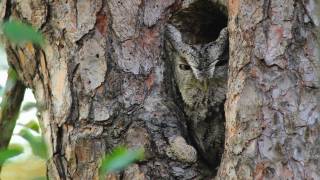 Through the Lens Eastern ScreechOwl Camouflage [upl. by Gredel]