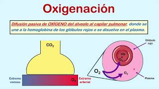 Formas para medir la oxigenación Parte 1 FiO2 PaO2 y SO2 [upl. by Enel806]