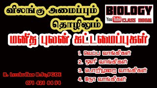 Episode 2  மனித புலன் கட்டமைப்புகள்வெப்ப வாங்கிகள்ஒளி வாங்கிகள் பொறிமுறை வாங்கிகள் நோ வாங்கிகள் [upl. by Awe956]